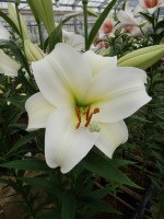 [4553 VH29 No02.JPG]